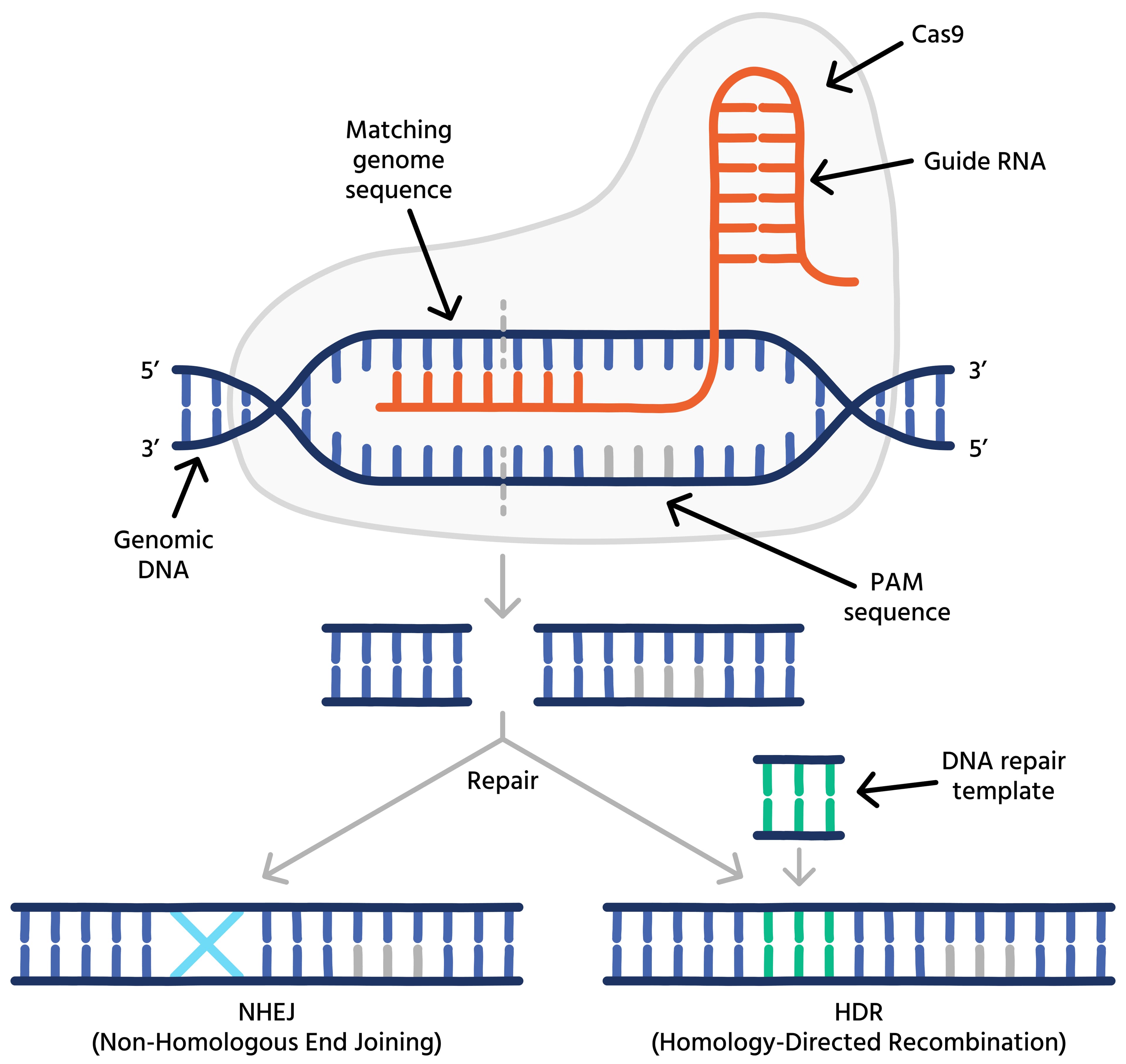 CRISPR & Next-Generation Gene Editing
