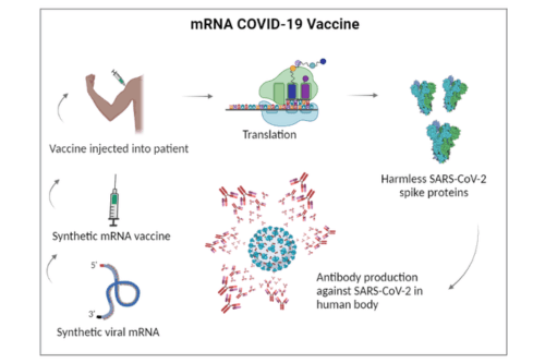 mRNA Platforms & Rapid Vaccine/Drug Development