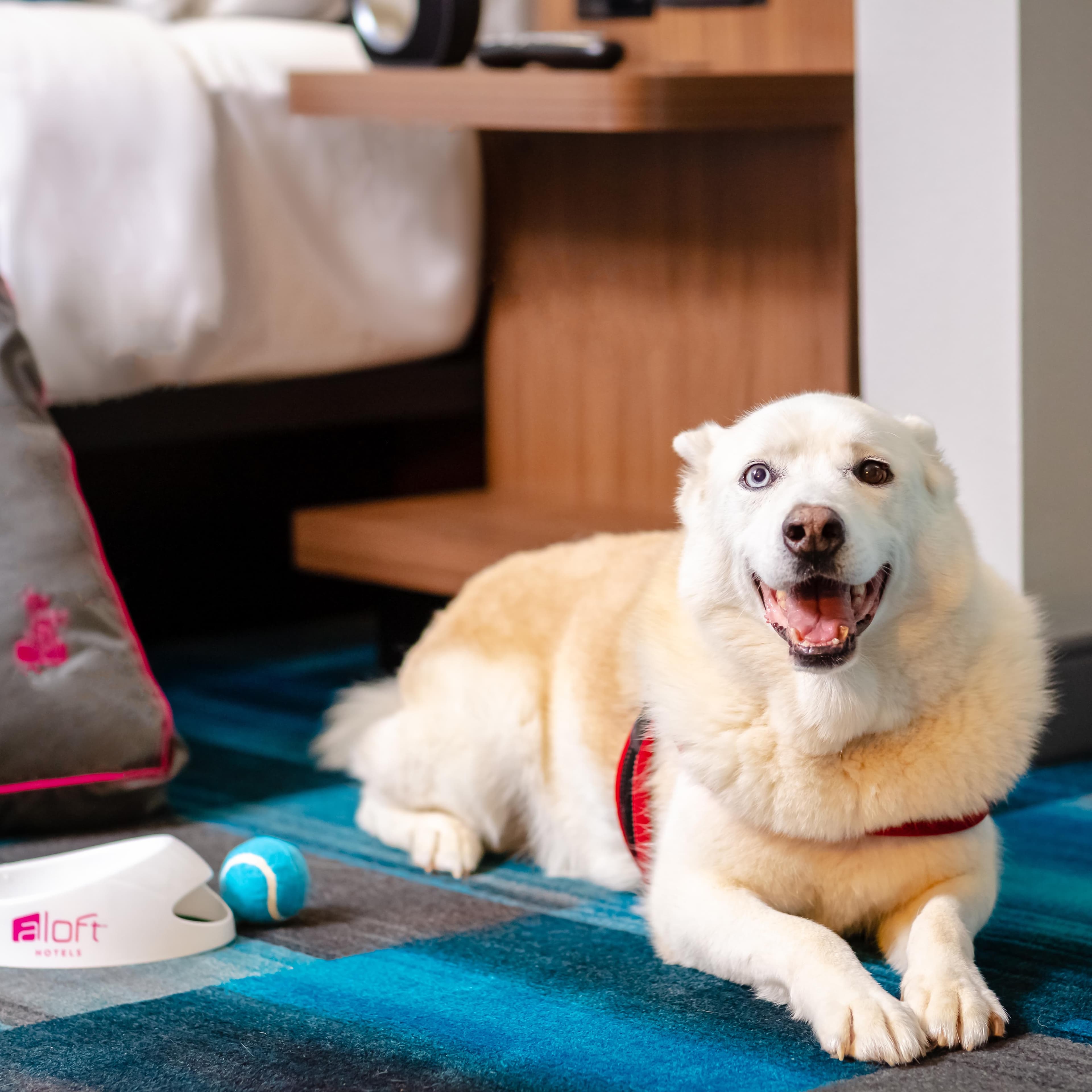 Aloft Hotels (Marriott)