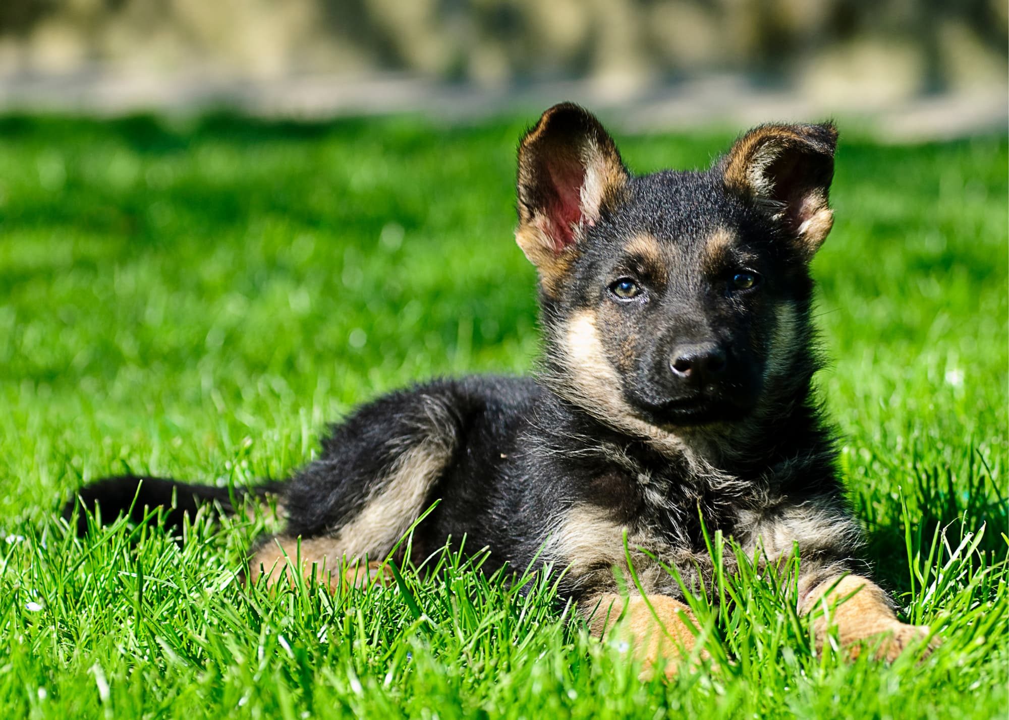 German Shepherd Dog